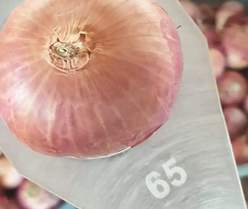 Bombay Onion View 3