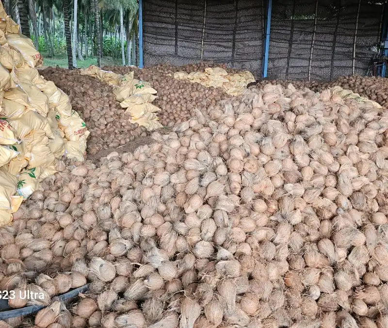 Dehusked Coconut View 4